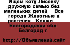 Ищем коту Лисёнку дружную семью без маленьких детей  - Все города Животные и растения » Кошки   . Белгородская обл.,Белгород г.